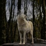 Freezo par les loups ibériques en Galice pendant la saison des activités de chasse 2025-26