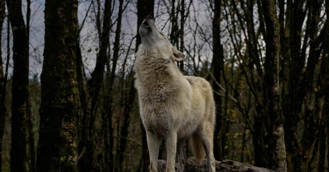 Frenazo caza lobos ibéricos Galicia