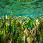 Front commun pour protéger Posidonia: Alliance entre Valence, Andalousie, îles Baléares et Murcie