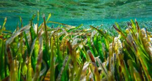 posidonia alianza Valencia Andalucía Baleares Murcia