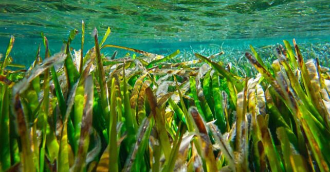posidonia alianza Valencia Andalucía Baleares Murcia