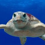 Fuerteventura: Trois Boba Turtles Libérez dans la grande zone des plages de Corraljo