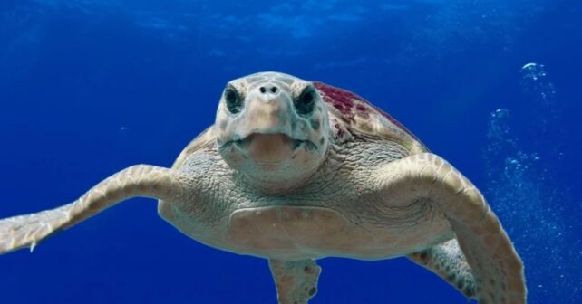 Fuerteventura liberan tres tortugas boba en la zona de Grandes Playas de Corralejo