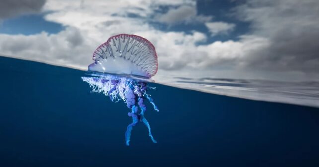 Describen cuatro nuevas especies de 'carabela portuguesa’, ojo, son medidas, son hidrozoos coloniales