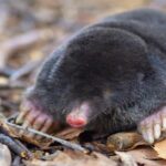 Ils décrivent une nouvelle espèce de topo dans le Camp Dels Ninots (Girona)