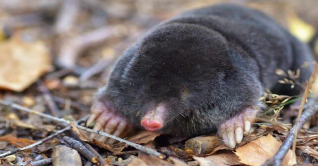 Describen una nueva especie de topo en Camp dels Ninots (Girona)