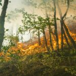 Ils expliquent plus de 100 personnes pour les incendies de la forêt à Las Hurdes (Extremradura)