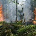 Incendies de forêt: les 10 dernières années ont été désastreuses pour Ávila
