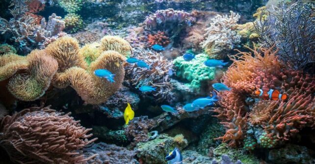 Veda pesquera en los montes coralinos de Cabliers (Mar de Alborán), el mayor arrecife de coral de aguas profundas del Mediterráneo