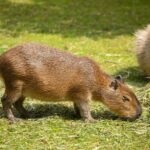 Jour d'appréciation de Capibara ou Carpincho 2025