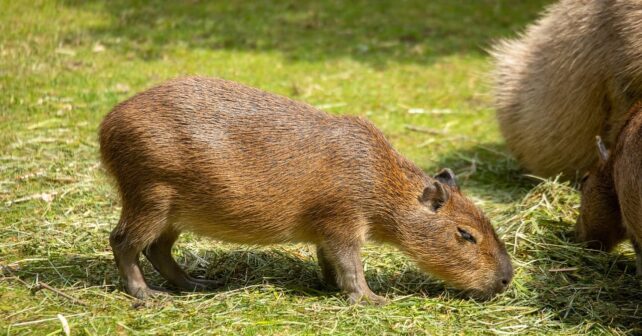 Día de Apreciación del Capibara o Carpincho 2025