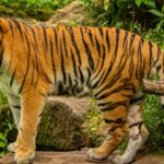 Journée internationale de Tigre 2025