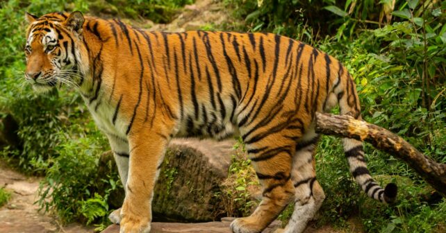 Día Mundial del Tigre