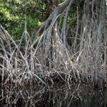 Journée internationale de la défense de l'écosystème des mangroves 2025