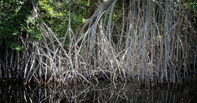 Día Internacional de la defensa del Ecosistema Manglar 2025