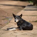 Journée internationale des chiens de rue 2025