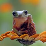 Journée mondiale de la conservation de la nature 2025