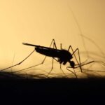 Journée mondiale de la zoonosis 2025