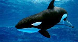 Día Mundial de las Orcas 2025 amenazas humanas y cambio climático