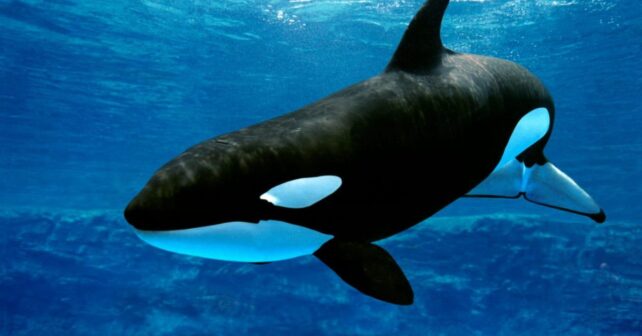 Día Mundial de las Orcas 2025 amenazas humanas y cambio climático