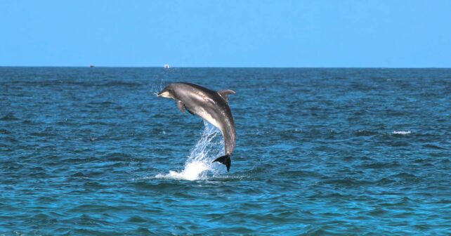 dia mundial ballenas delfines 2025