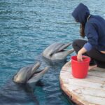 Journée mondiale des dauphins en captivité 2025