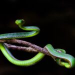 Journée mondiale du serpent 2025