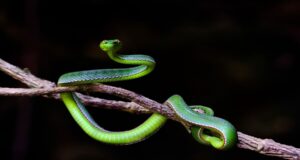 Día Mundial de la Serpiente 2025