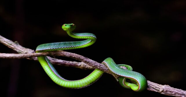 Día Mundial de la Serpiente 2025