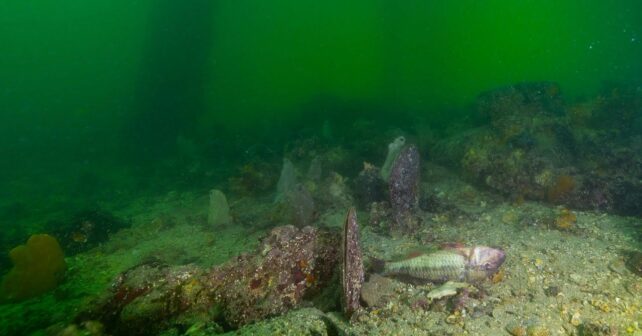 Karenia Mikimotoi alga tóxica mortalidad animales marinos Australia