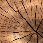L'Espagne est le pays le plus exposé au bois illégal russe et du Bélarusa si les changements dans les réglementations de la déforestation de l'UE (EUDR) prospèrent