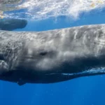 L'IA pourrait-elle aider l'humanité à comprendre les baleines?