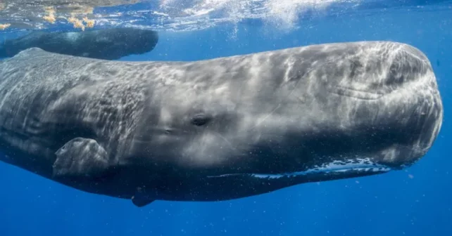 Un sperme reverse dans l'eau après avoir franchi