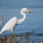 L'UNESCO menace d'inclure Doñana dans la liste du patrimoine mondial