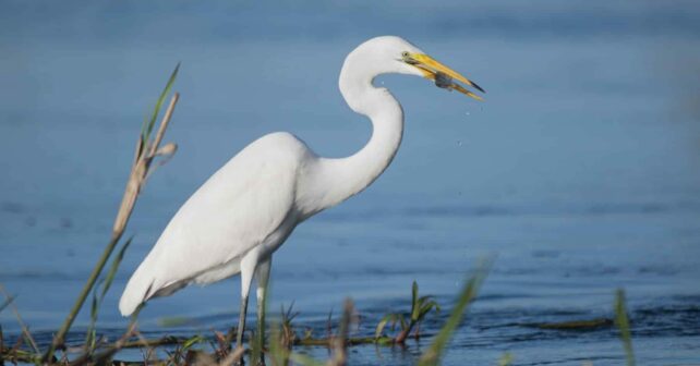 UNESCO Doñana Lista Patrimonio Mundial Peligro