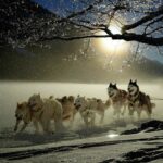L'histoire surprenante des chiens de traîneau du Groenland, maintenant exposés grâce à l'étude de son génome
