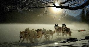 perros trineo groenlandia genoma