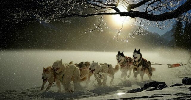 perros trineo groenlandia genoma