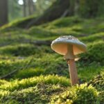 L'importance du microbiote forestier, clé comme refuge pour la biodiversité
