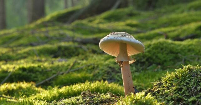 microbiota forestal refugio biodiversidad