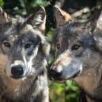 La Commission européenne dit que les loups ne peuvent pas être chassés si son statut est défavorable, comme en Espagne