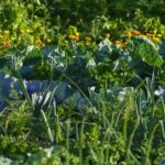 La biodiversité des villes et des vergers urbains