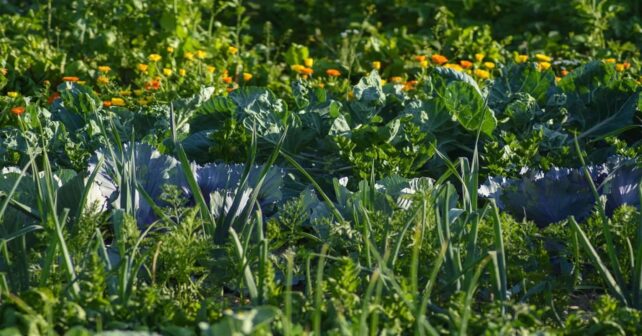 La biodiversidad de las ciudades y los huertos urbanos