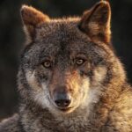 La citoyenneté et la science se réunissent pour lutter contre la «démagogie» sur le véritable état du loup ibérique
