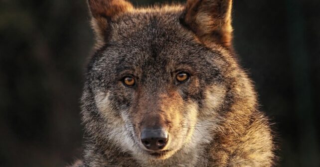 Ciudadanía ciencia luchar demagogia lobo ibérico