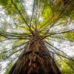 La mémoire écologique des arbres est affaiblie par une sécheresse extrême, les forêts n'auront rien de facile à récupérer après un incendie de forêt