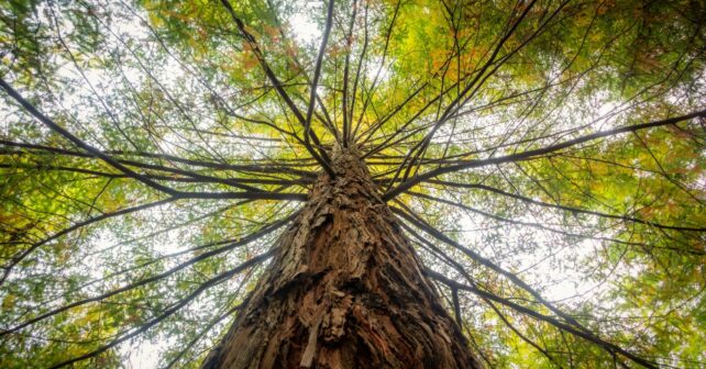 memoria ecológica árboles sequía extrema recuperarse incendio forestal