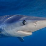 La science et les ONG marquent Tintoreas sur la côte de Carthagène pour sa protection et sa conservation