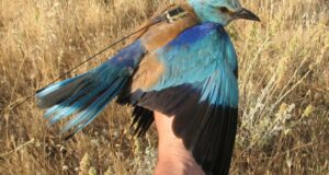 carraca europea retorna Alt Camp Tarragona