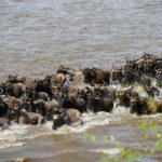 Le Masái Mara de Kenia entre à travers sa célèbre migration animale dans le Record Book (World Book of Records)